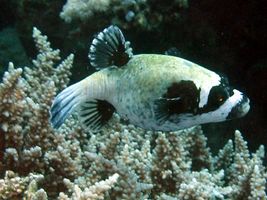 800px-masked_puffer_arothron_diadematus.jpg